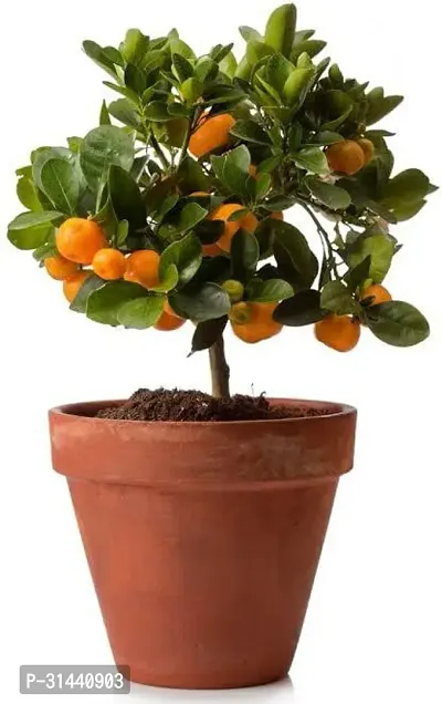 Natural Orange Plant-thumb0