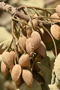 Natural Almond Plant-thumb2