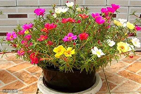 Natural Portulaca Plant-thumb0