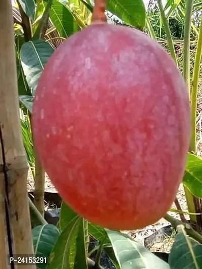 Mango Plant