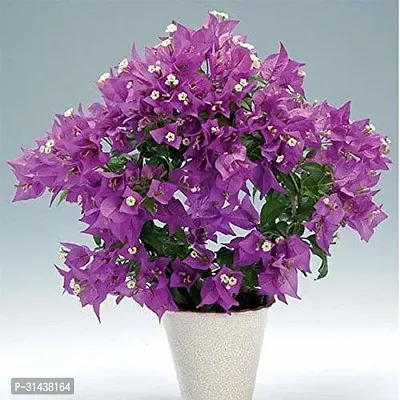 Natural Bougainvillea Plant-thumb0