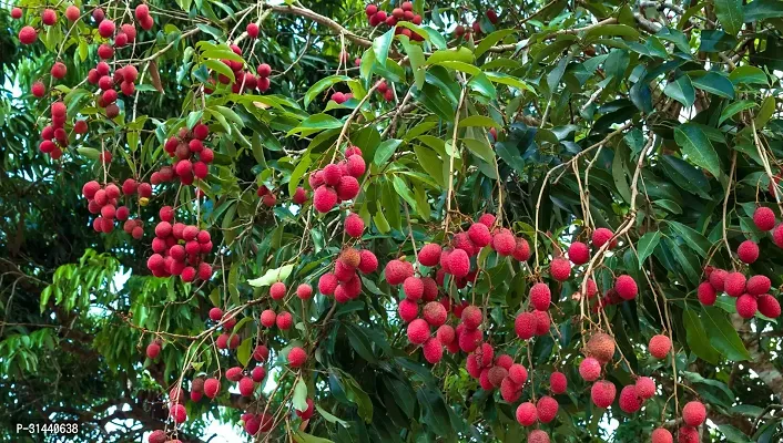 Natural Litchi Plant