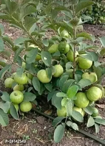 Guava Plant-thumb4