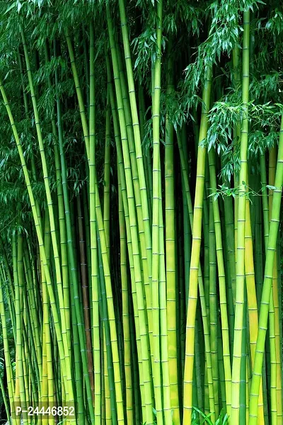 Natural Two Layer Bamboo Plant