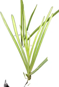 Natural Raj Mohiniplant::Tuberose/Rajnigandha Plant-thumb1