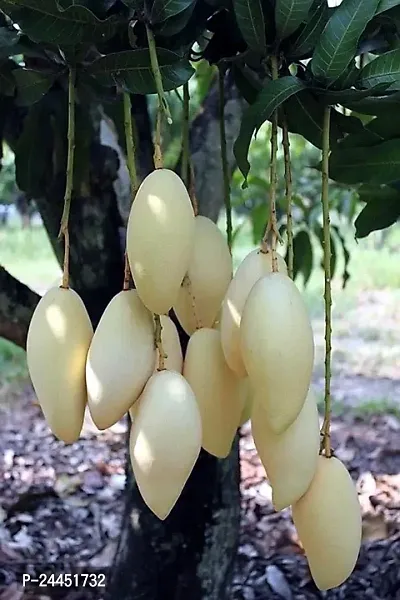 Natural Mango Plant-thumb0