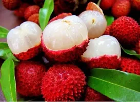 Natural Litchi Plant-thumb1