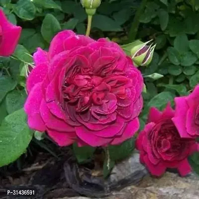 Natural Rose Plant-thumb0