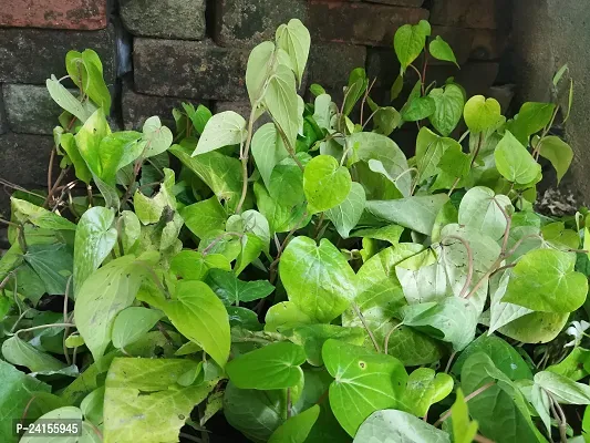 Betal Leaf Plant