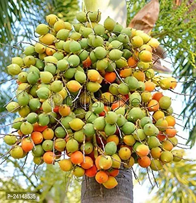 Betel Nut/Supari Plant