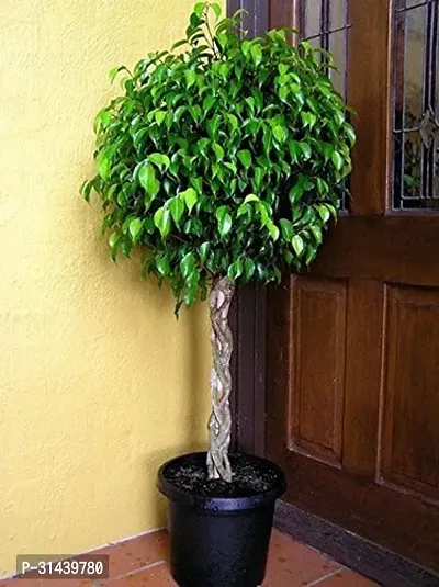 Natural Ficus Plant