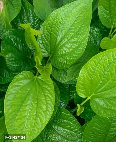 Natural Betel Leaf Plant-thumb2