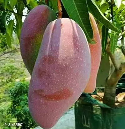 Natural Mango Plant-thumb0