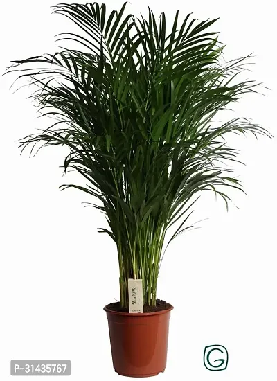 Natural Areca Palm Plant-thumb0