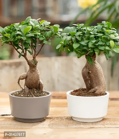 Natural Ficus Plant-thumb0