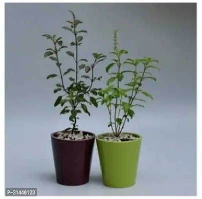 Natural Tulsi Plant-thumb0