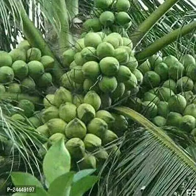 Natural Coconut Plant