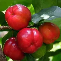 Natural Cherry Fruit Plant-thumb1