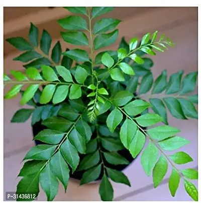 Natural Curry Leaf Plant-thumb0