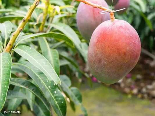 Natural Mango Plant-thumb2