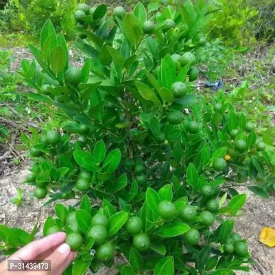 Natural Lemon Plant-thumb0