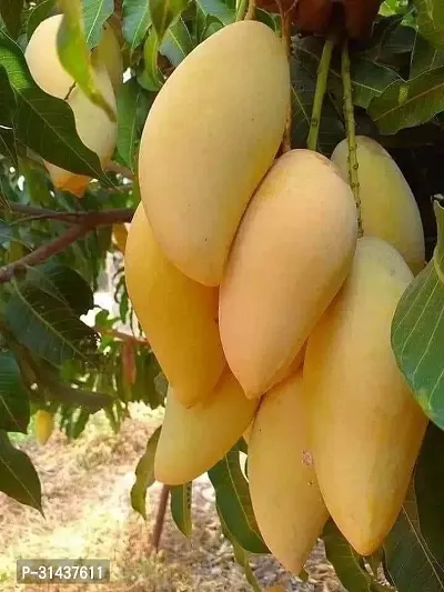 Natural Mango Plant-thumb0