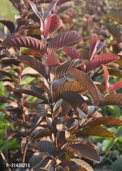 Natural Guava Plant-thumb2