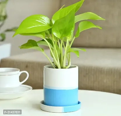 Natural Money Plant