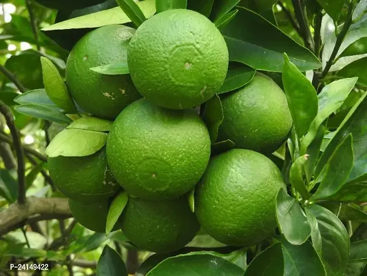 Lemon Plant