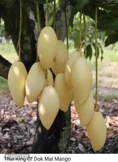 Mango Plant