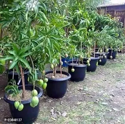 Natural Special Red Sinduri Rumani Mango Plant (Grafted) Healthy Live Plant,King Color Of Mango-thumb0