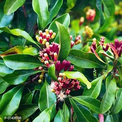 Natural Clove Plant-thumb0