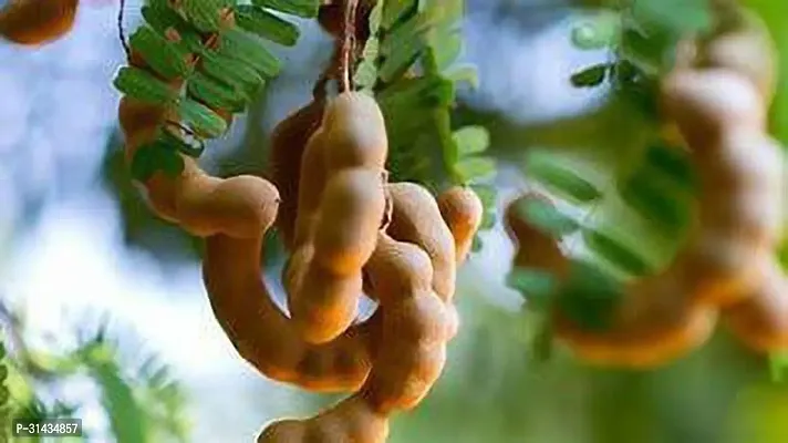 Natural Tamarind Plant-thumb0