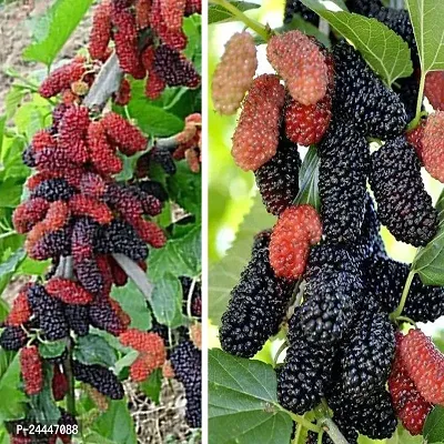 Natural Shahtoot - Mulberry Plant