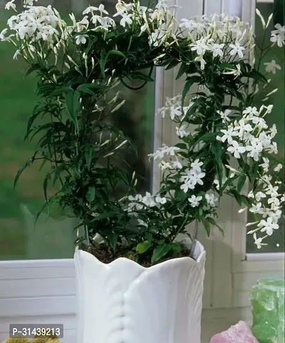 Natural Night Bloom Jasmine Plant-thumb0