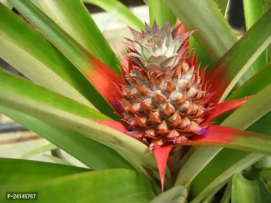 Pine Apple Plant