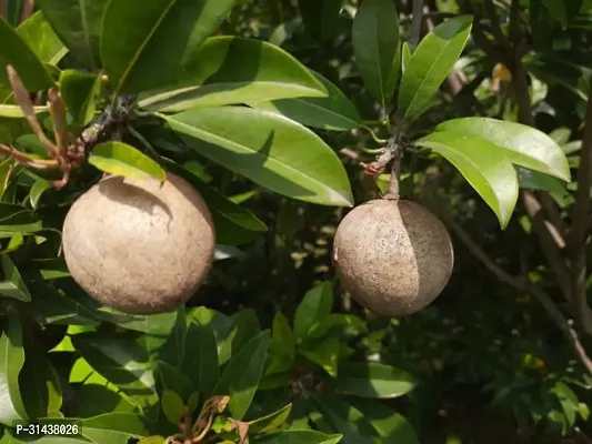 Natural Chiku Plant-thumb0