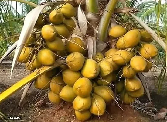 Natural Coconut Plant-thumb0