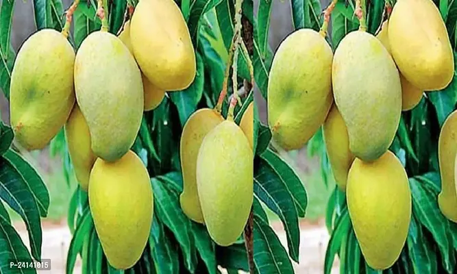 Mango Plant