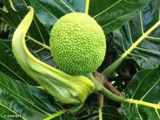 Natural Breadfruit Plant-thumb0