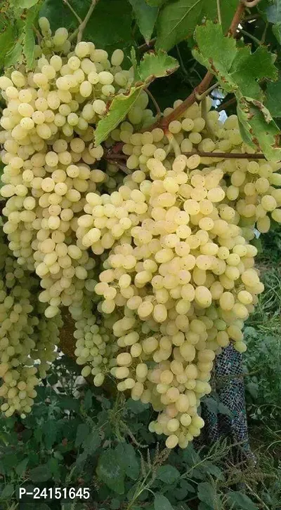 Grape Plant