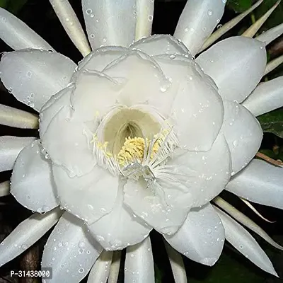 Natural Brahma Kamal Plant