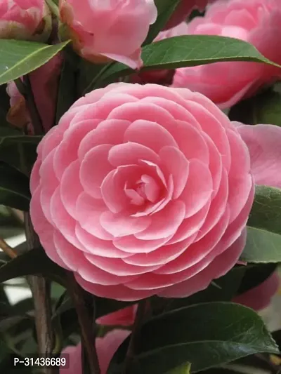 Natural Rose Plant-thumb0