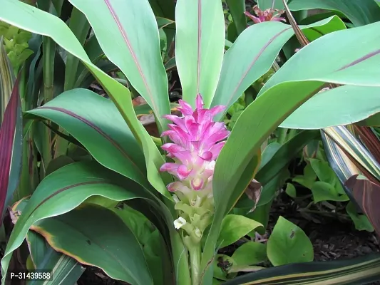 Natural Heart Leaf Oxycardium Plant