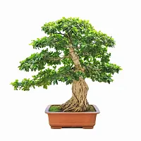 Natural Ficus Plant-thumb1