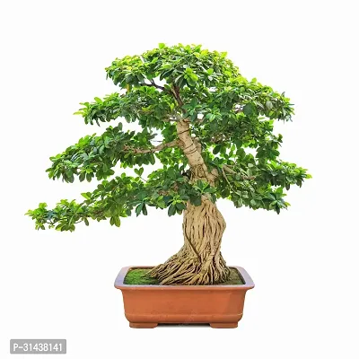 Natural Ficus Plant-thumb2