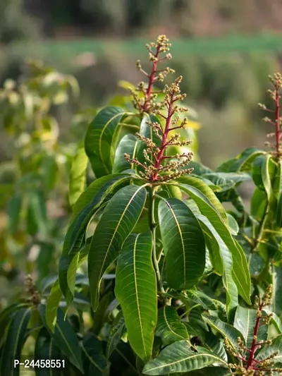 Natural Mango Plant-thumb0