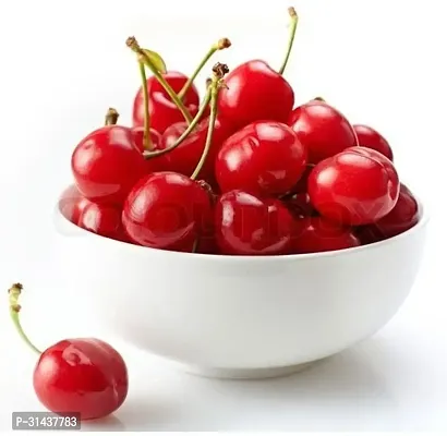 Natural Cherry Fruit Plant-thumb4