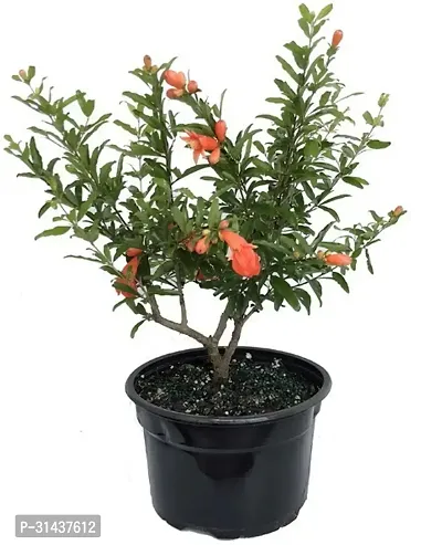 Natural Pomegranate Plant With Pot