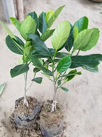 Jackfruit Plant-thumb3